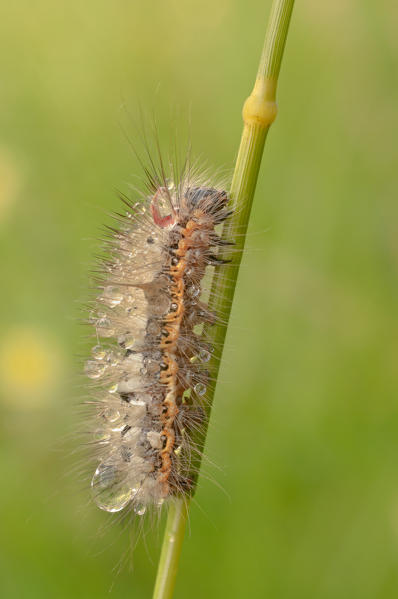 Lymantriinae, Casareggio, Liguria, Italy