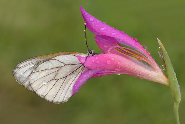 Aporia crataegi, Casareggio, Liguria, Italy