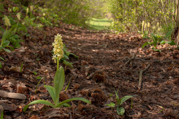 Orchis pallens, Caprieto, Liguria, Genoa, Italy