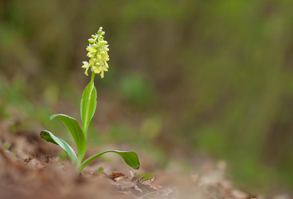 Orchis pallens, Caprieto, Liguria, Genoa, Italy