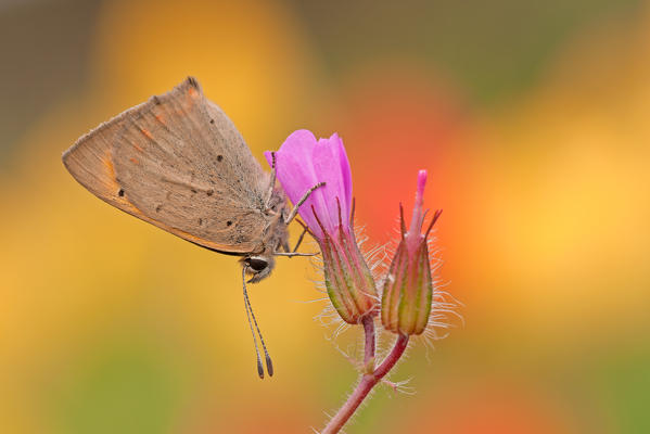 Lycaena phlaeas, Casareggio, Liguria, Italy