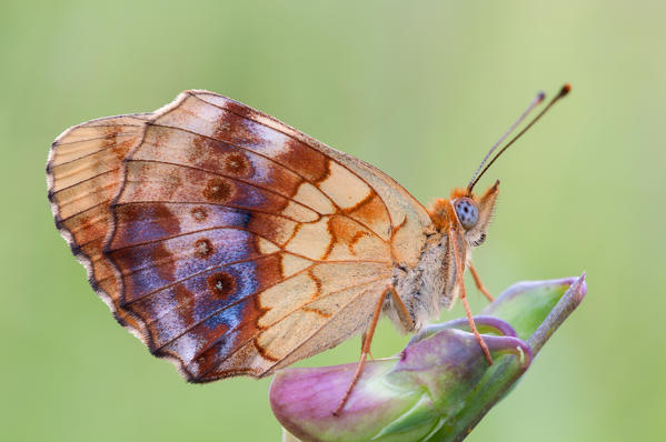 Brenthis daphne, Casareggio, Liguria, Italy