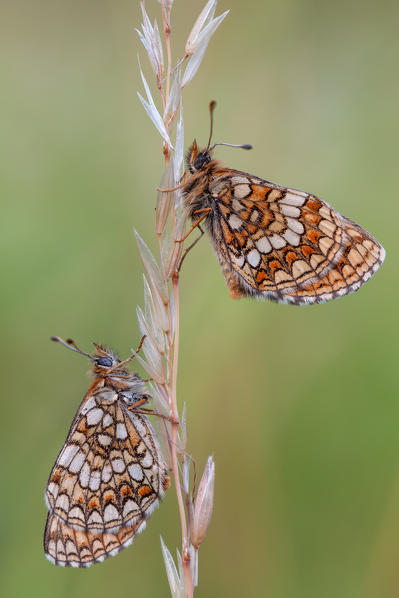 Melitaea athalia male and female, Liguria, Antola, Genova