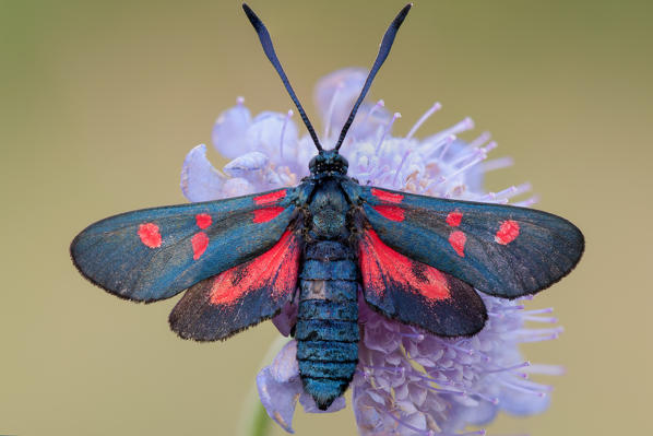 Zygaena filipendulae