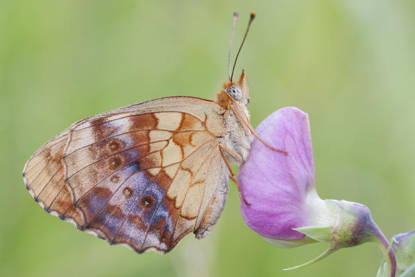 Brenthis daphne, Liguria, Vobbia, Genoa