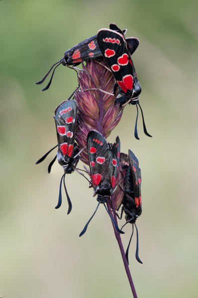 Zygaena carniolica, Liguria, Vobbia, Genoa