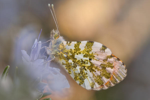 Anthocharis cardamines, Liguria, Vobbia, Genoa