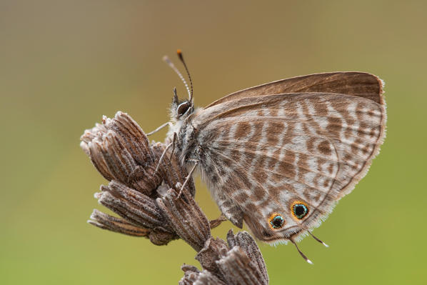 Leptotes pirithous, Caprieto, Vobbia, Liguria, Italy