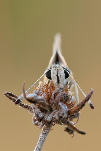 Pyrgus malvoides, butterfly, Salata di Mongiardino, Piedmont, Italy