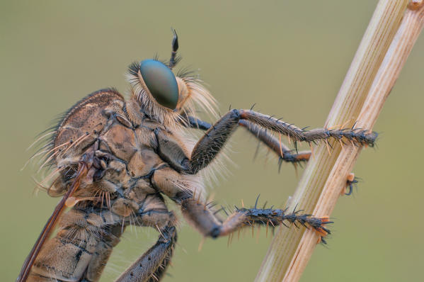 Asilidae, Insect, Piedmont, Cuneo, Bersezio, Italy