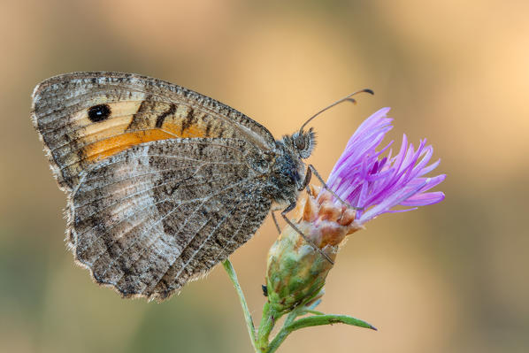 Arethusana arethusa, butterfly, Casareggio of Vobbia, Genoa, Italy