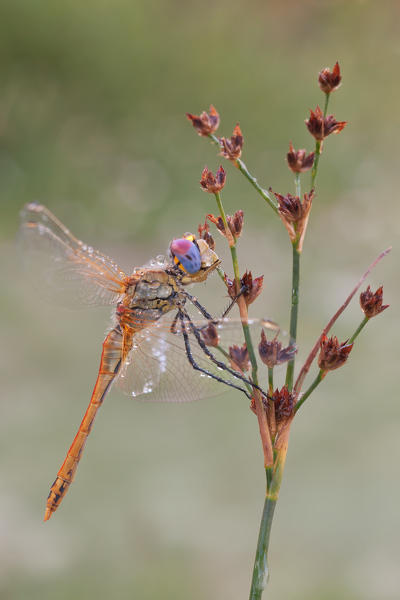 Sympetrum fonscolombii, salata, Piedmont, Italy