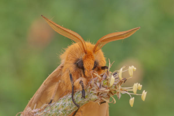 Lemonia taraxaci, Casareggio, Liguria, Italy