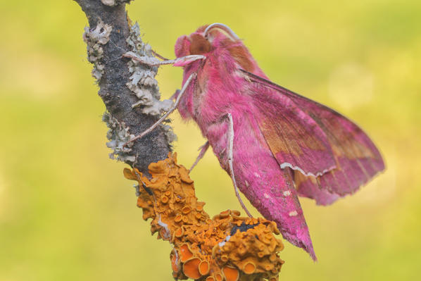 Deilephila porcellus, Casareggio, Liguria, Vobbia, Italy