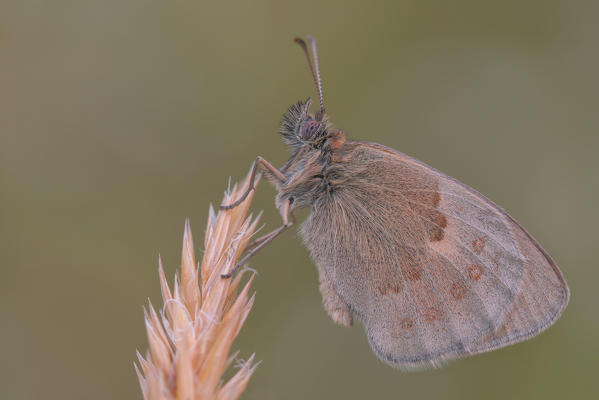 Coenonympha pamphilus, Casareggio, Liguria, Vobbia, Italy