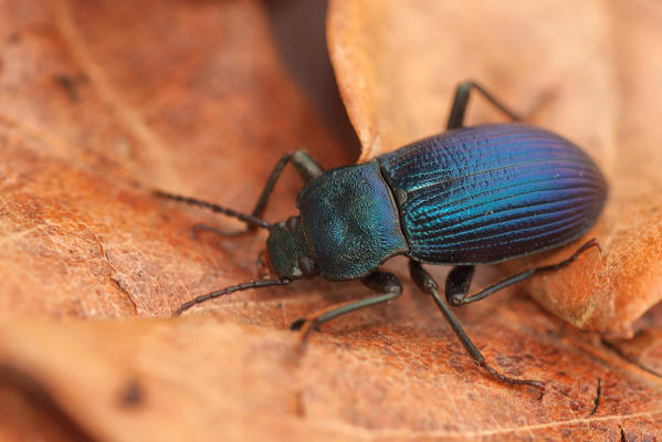 Helops coeruleus, Casareggio, Liguria, Vobbia, Italy