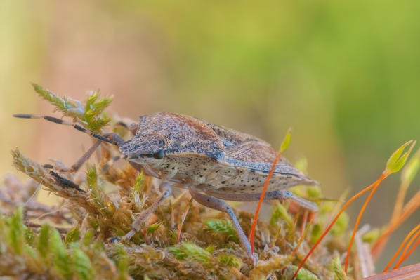 Pentatomoidea , Casareggio, Liguria, Vobbia, Italy