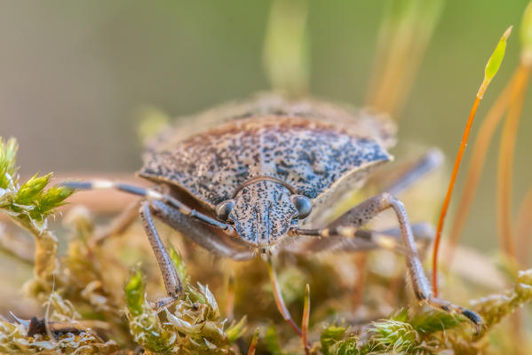 Pentatomoidea , Casareggio, Liguria, Vobbia, Italy