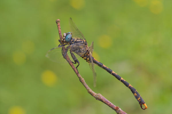 Onychogomphus uncatus , Rocchetta ligure, Piedmont, Italy