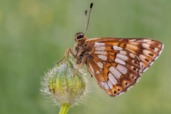 Hamearis lucina, Casareggio, Liguria, Vobbia, Italy