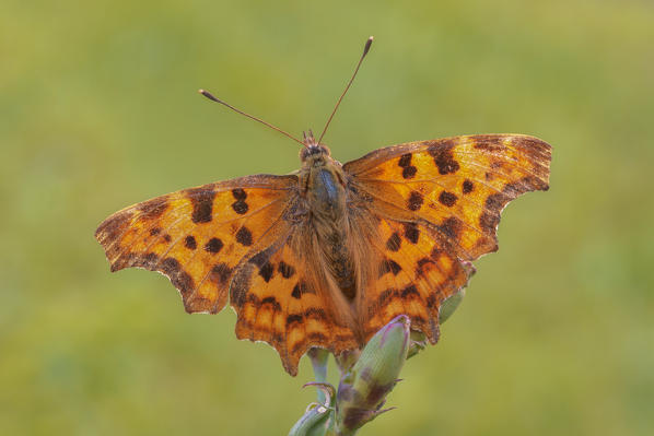 Polygonia c-album, Casareggio, Liguria, Vobbia, Italy