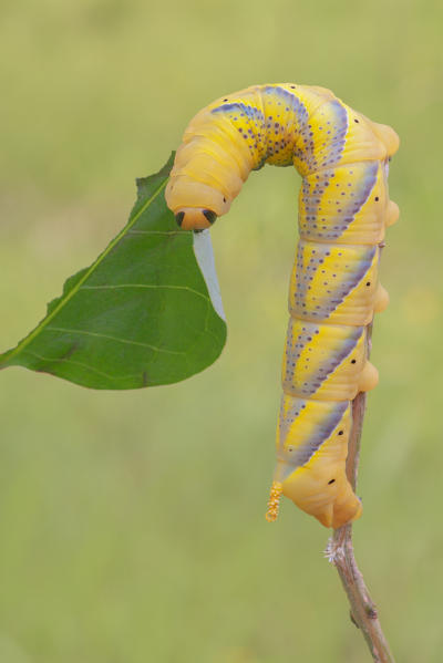 Acherontia atropos, Casareggio, Liguria, Italy