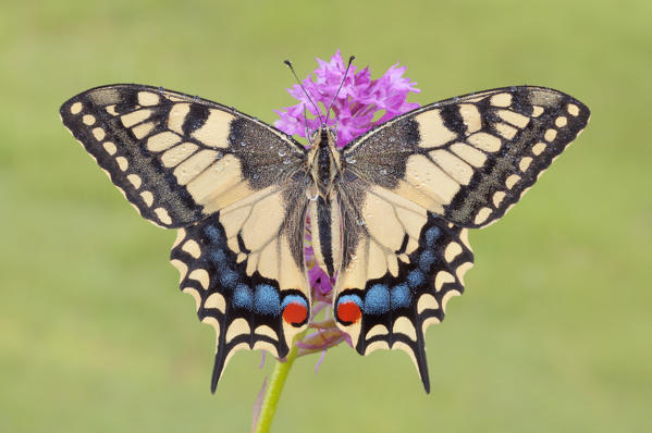 Papilio machaon, Casareggio, Liguria, Italy