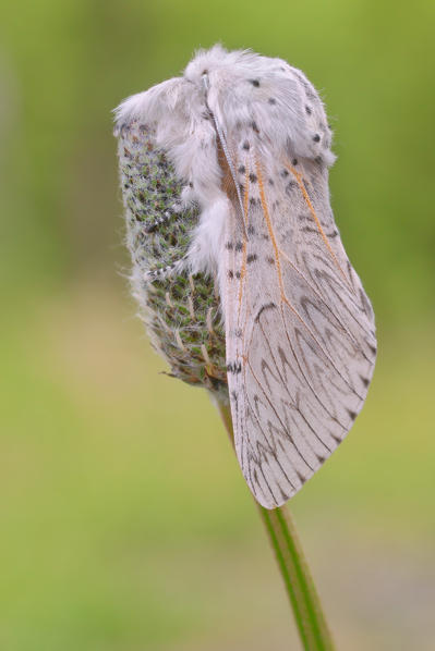 Cerura vinula, Casareggio, Liguria, Vobbia, Italy