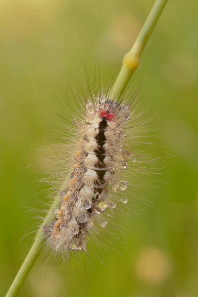 Lymantriinae, Casareggio, Liguria, Italy