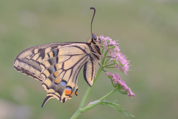 Papilio machaon, Great St Bernard Pass, Italy