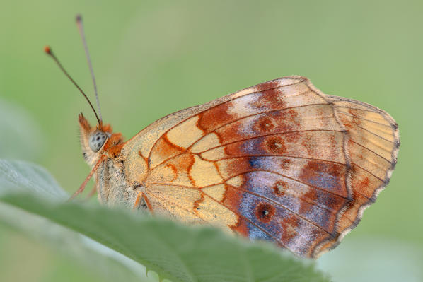 Brenthis daphne, Liguria, Vobbia, Genoa