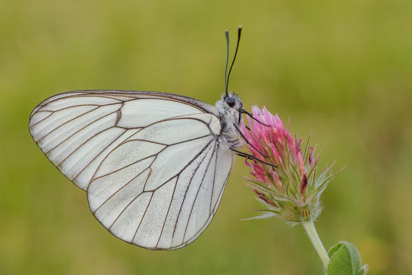 Aporia crataegi, Casareggio, Liguria, Italy