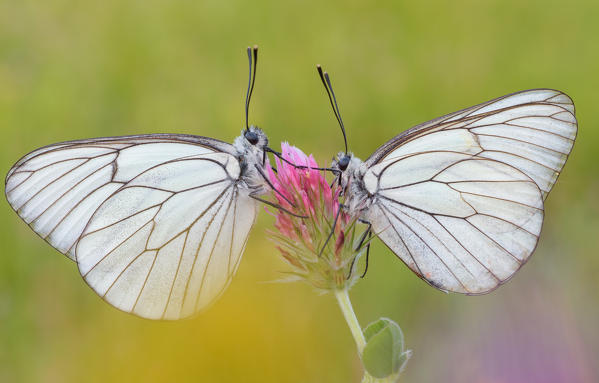 Aporia crataegi, Casareggio, Liguria, Italy