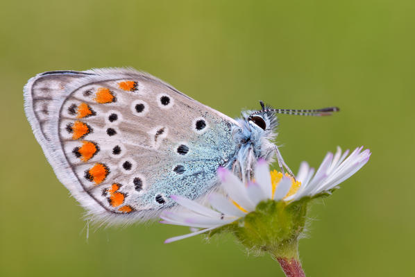 Polyommatus icarus, Liguria, Italy