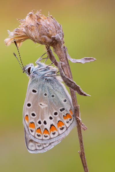 Polyommatus icarus, Liguria, Italy