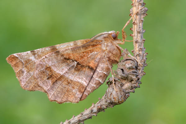 Selenia tetralunaria, Casareggio, Liguria, Italy