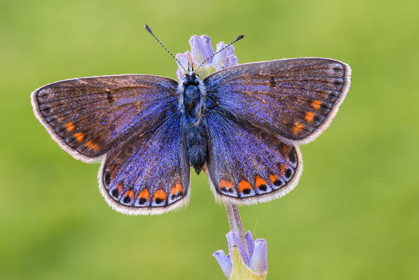 Polyommatus thersites, Liguria, Italy