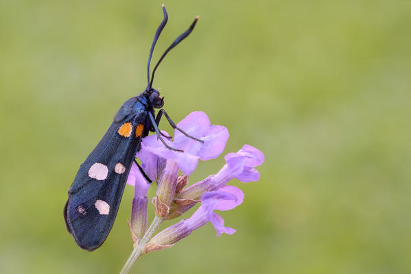 Zygaena ephialtes, Vobbia, Liguria, Italy