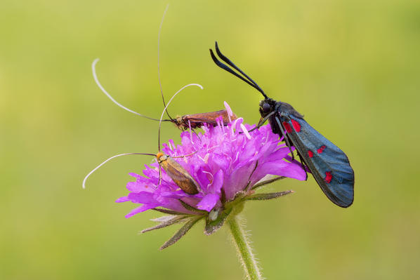 Zygaena adela, Salata, Piedmont, Italy