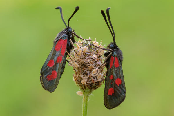 Zygaena loti, Salata, Piedmont, Italy