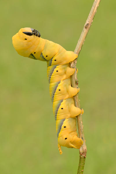 Acherontia atropos, Casareggio, Liguria, Italy