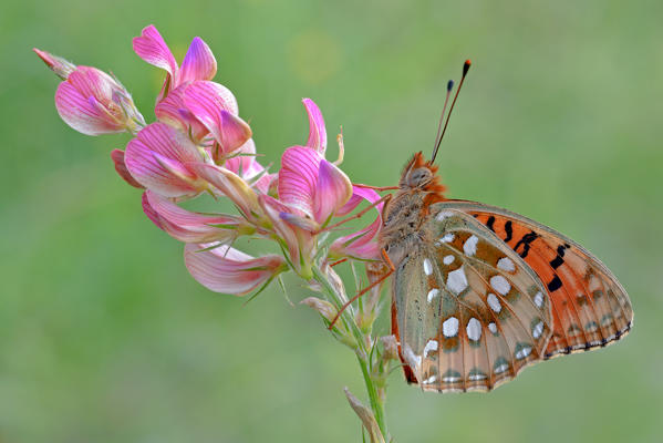 Argynnis aglaja, Salata, Piedmont, Italy