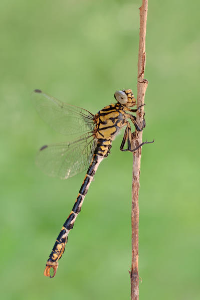 Onychogomphus forcipatus, Rocchetta ligure, Piedmont, Italy