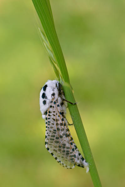 Zeuzera pyrina, Casareggio, Liguria, Italy