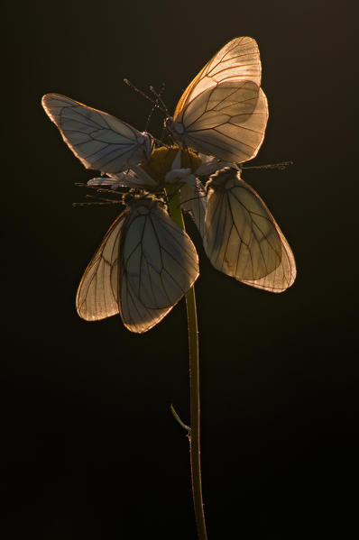 Aporia crataegi, Casareggio, Liguria, Italy