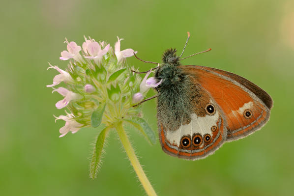 Coenonympha arcania, Casareggio, Liguria, Vobbia, Italy