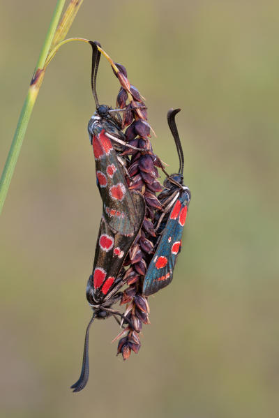 Zygaena carniolica, Vobbia, Liguria, Italy