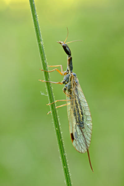 Ornatoraphidia flavilabris, Casareggio, Liguria, Italy