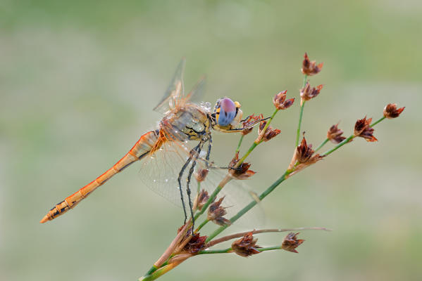 Sympetrum fonscolombii, salata, Piedmont, Italy