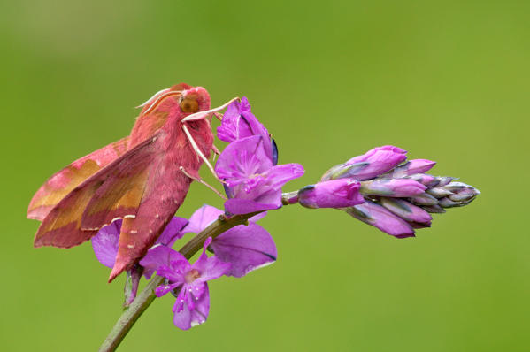 Deilephila porcellus, Casareggio, Liguria, Italy